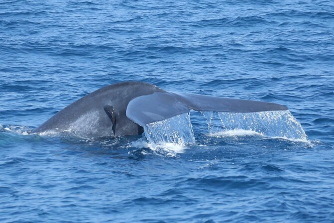 Whale Watching Mirissa with ( WWC ) - Dolphins are the most reliable reward