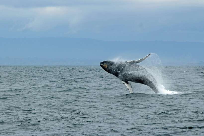 Whale Watching Tour with Transfers - Key points to know before you book