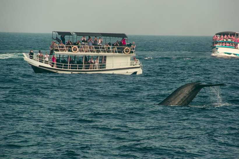 Whale Watching Tour with Transfers - The short break after returning