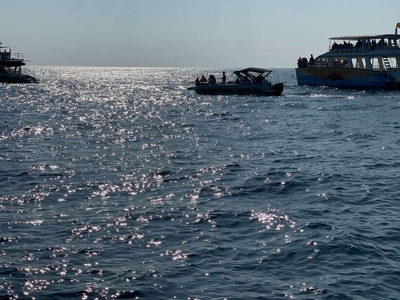 Whale Watching Tour with Transfers - Is $175 fair for the full-day package?
