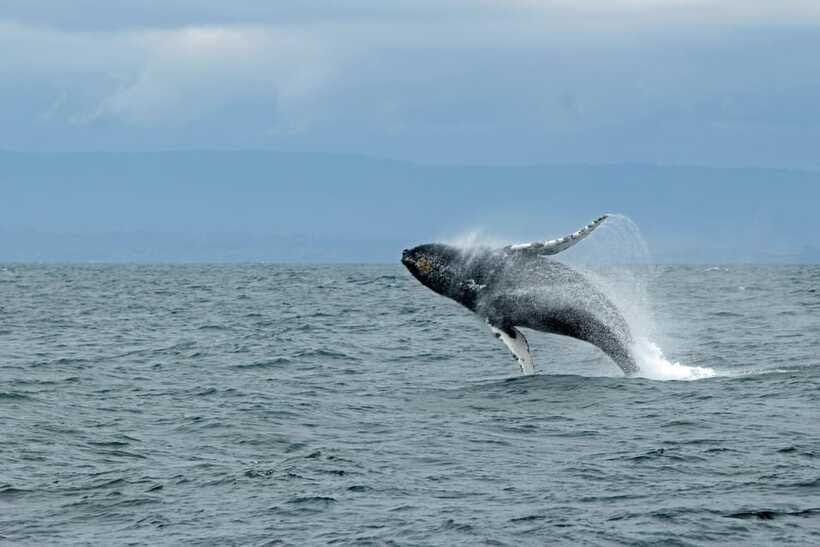 Whale Watching Tour with Transfers - Who will get the most from this outing?