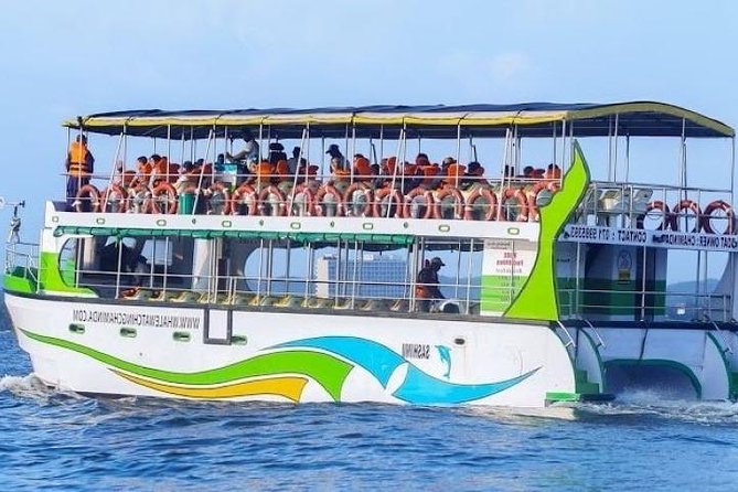 Whales and Dolphins Watching-Luxury Super Grade Cruiser(Hotel Pick up offered) - The long search for whales