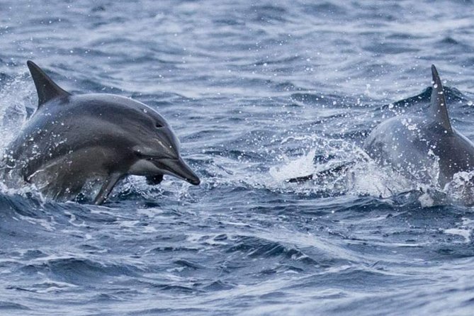 Whales and Dolphins Watching Mirissa - Moonstone Mines and Gem Palace in 30 minutes