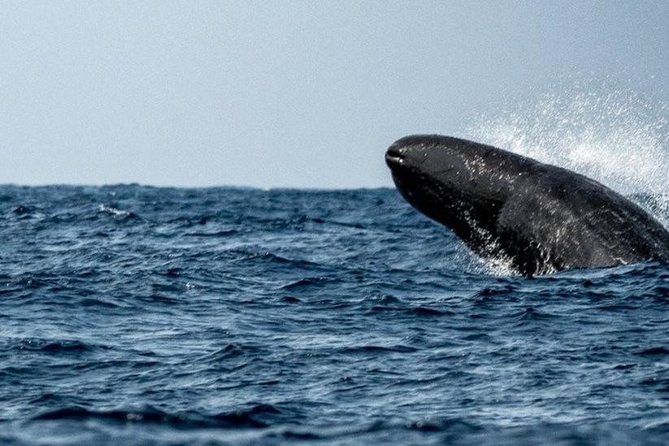 Whales and Dolphins Watching Mirissa - What the strongest praise tells you