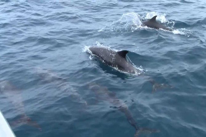 Whales and Dolphins Watching Mirissa - Price, timing, and the questions I would ask