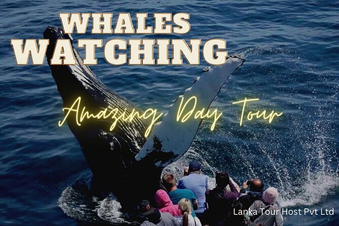 Whales Watching Mirissa Day Tour - Why this south-coast day works