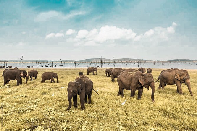 Wild Elephant Safari in Minneriya National Park - Key Points Before You Book
