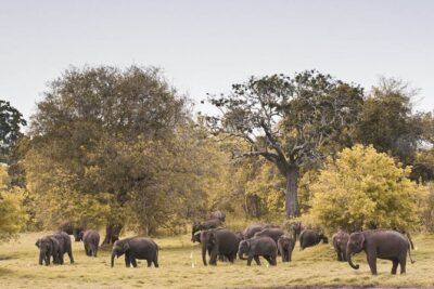 Wild Elephant Safari in Minneriya National Park