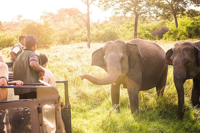Wild Elephant Safari in Minneriya National Park - Morning Safari or Afternoon Safari?