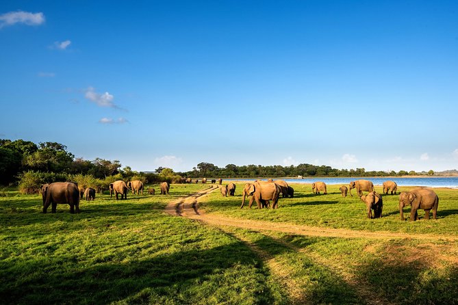 Wild Elephant Safari in Minneriya National Park - The Reservoir and the Elephant Gathering