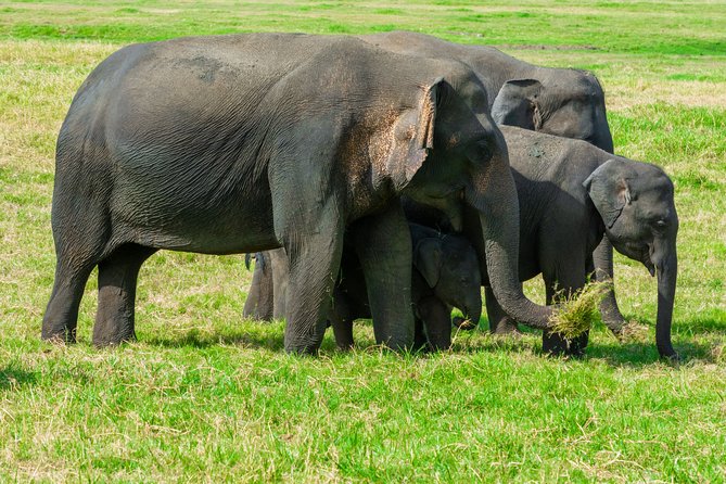 Wild Elephant Safari in Minneriya National Park - Mammals, Reptiles, and Birdlife to Watch For