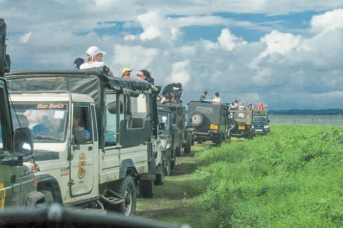 Wild Elephant Safari in Minneriya National Park - What Went Well, and What to Watch