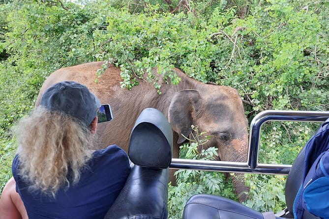 Wildlife Safari Yala National park - Key points to know before booking