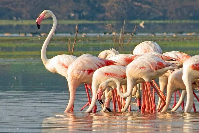 Wildlife Safari Yala National park - Why the group size matters