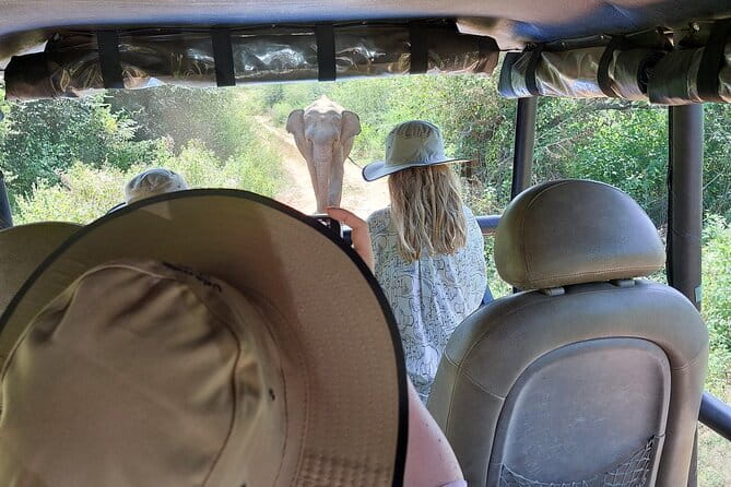 Wildlife Safari Yala National park - Timing, pickup, and the shape of the day