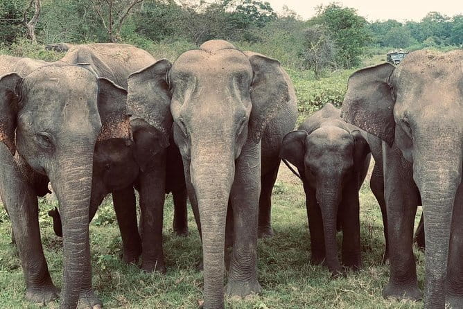 Wildlife Safari Yala National park - Who will enjoy this most