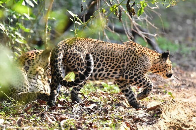Wilpattu Half Day Safari From Anuradhapura - Key points before you book