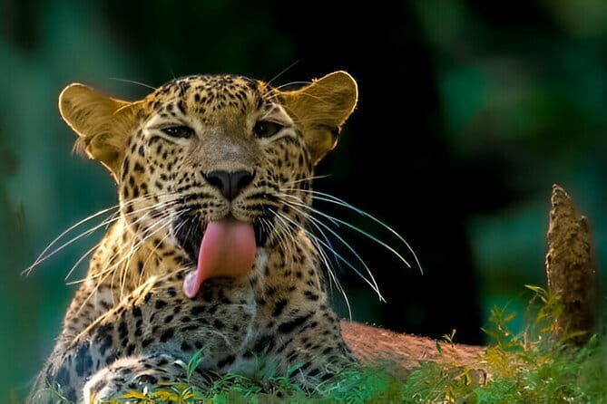 Wilpattu Half Day Safari From Anuradhapura - A 5:00 AM departure from Anuradhapura