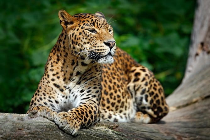 Wilpattu Half Day Safari From Anuradhapura - What the private format is really worth