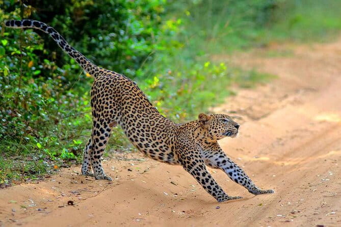 Wilpattu Half Day Safari From Anuradhapura - What to bring and what to confirm
