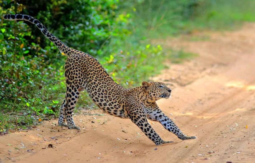 Wilpattu: Jeep Safari Day Tour From Sigiriya or Dambulla - Why Wilpattu makes a good safari choice from Sigiriya