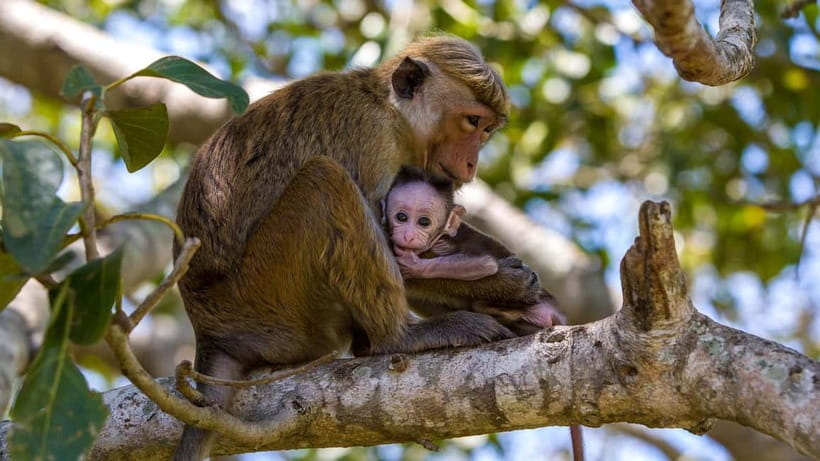 Wilpattu: Jeep Safari Day Tour From Sigiriya or Dambulla - Arriving at Wilpattu and changing to the safari jeep