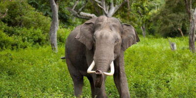 Wilpattu: Jeep Safari Day Tour From Sigiriya or Dambulla