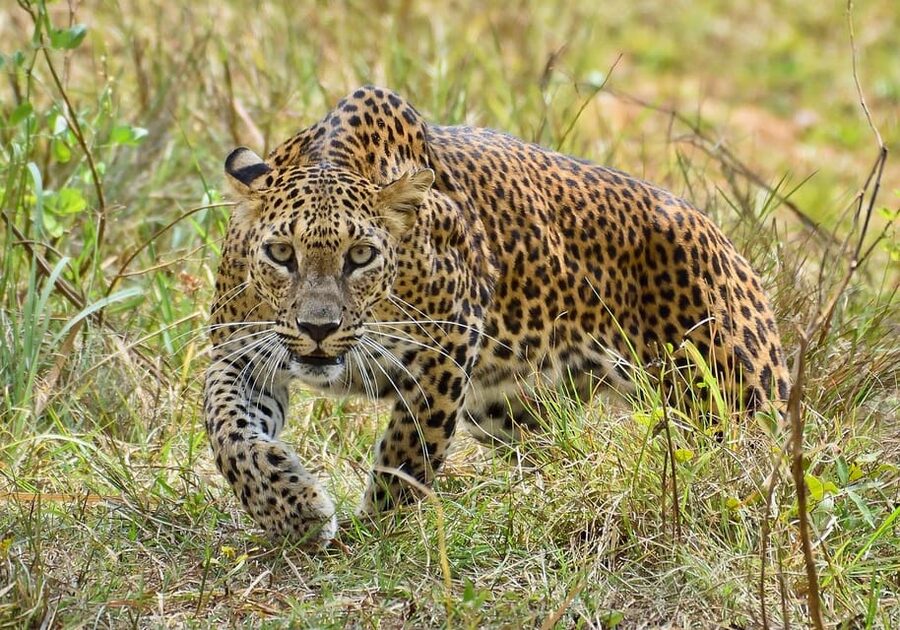 Wilpattu: Jeep Safari Day Tour From Sigiriya or Dambulla - What the tracker adds to the day