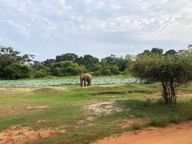 Wilpattu: Jeep Safari Day Tour From Sigiriya or Dambulla - Is $140 good value?