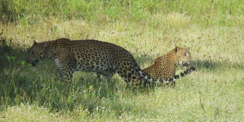 Wilpattu National park - Full day Safari (06:00am - 18:00pm) - Key points at a glance