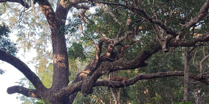 Wilpattu National park - Full day Safari (06:00am - 18:00pm) - Why Wilpattu rewards a full day