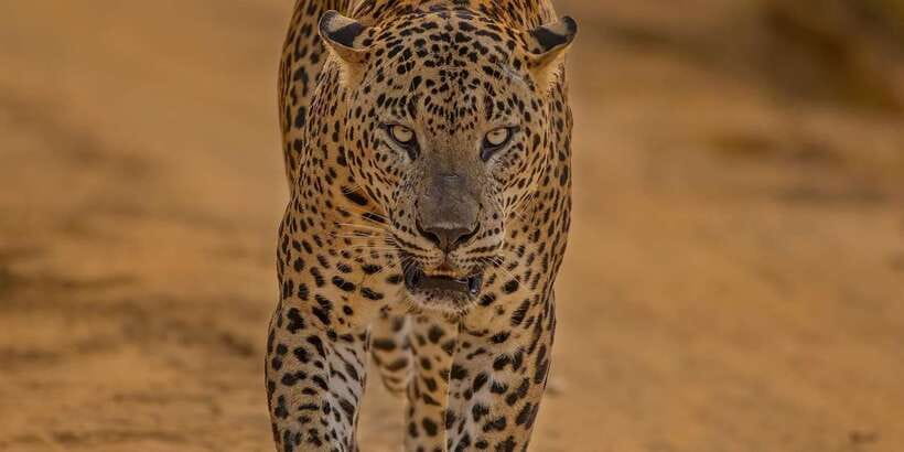 Wilpattu National park - Full day Safari (06:00am - 18:00pm) - Entering the park in a six-seat 4x4