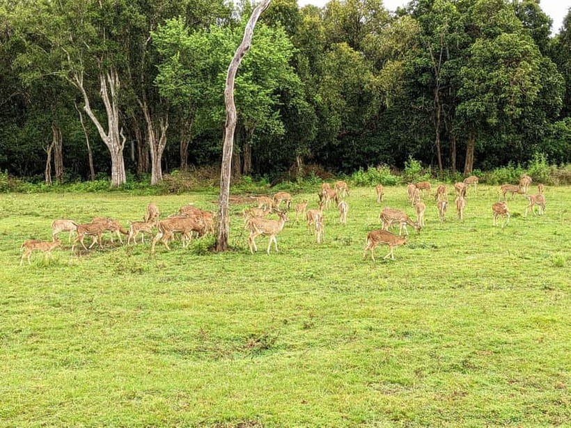 Wilpattu National park - Full day Safari (06:00am - 18:00pm) - Villus, forest tracks, and wildlife searches