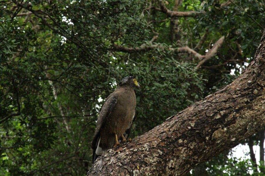 Wilpattu National park - Full day Safari (06:00am - 18:00pm) - What you might see beyond the big animals