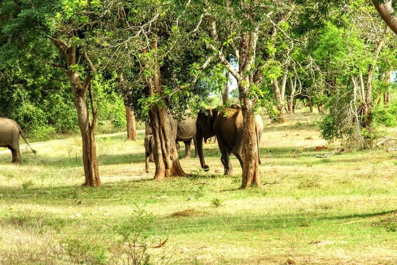 Wilpattu National park - Full day Safari (06:00am - 18:00pm) - Breakfast and lunch on a long day