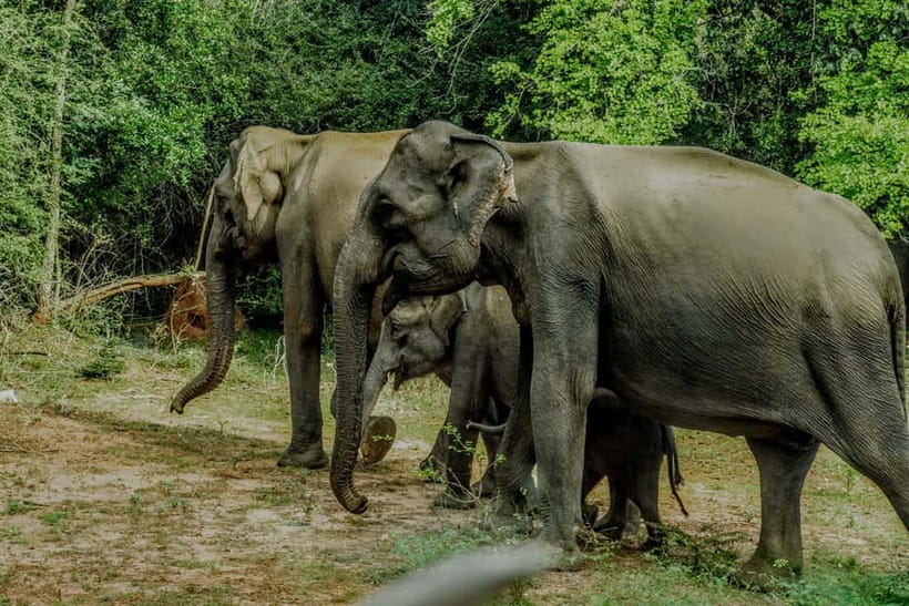 Wilpattu National park - Full day Safari (06:00am - 18:00pm) - Is $95 a fair price?