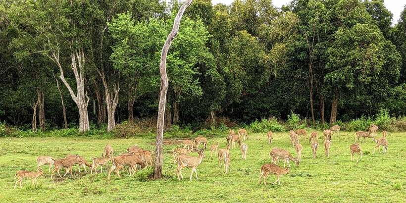 Wilpattu National park - Full day Safari (06:00am - 18:00pm) - The early start from Galkadawala