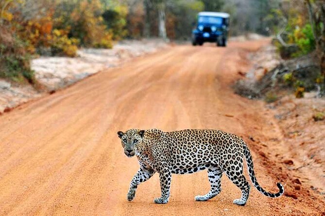 Wilpattu National Park Jeep Safari from Negombo / Waikkal (All Inclusive) - Why Wilpattu makes a good alternative to Yala
