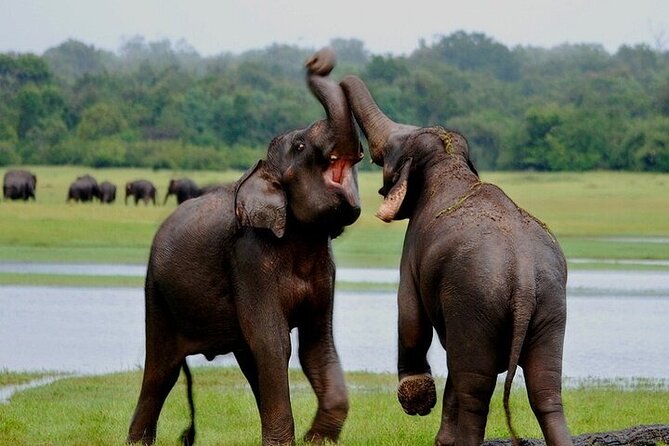 Wilpattu National Park Jeep Safari from Negombo / Waikkal (All Inclusive) - What the full day feels like