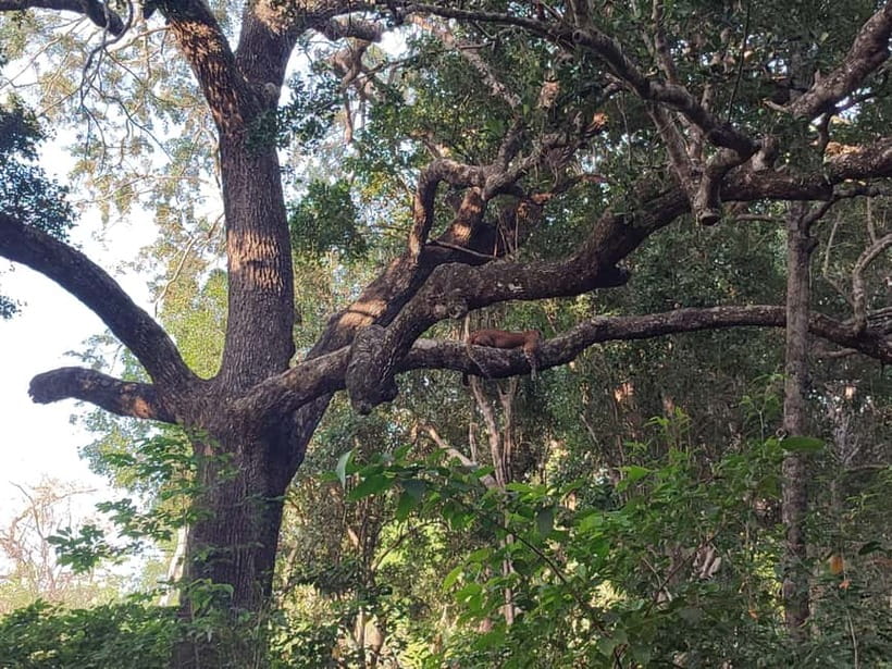 Wilpattu National park: Morning or Afternoon PRIVATE Safari - Key points to know before booking