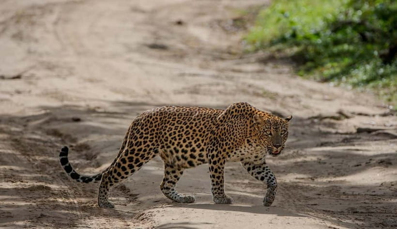 Wilpattu National park: Morning or Afternoon PRIVATE Safari - Why Wilpattu’s villus make this safari different