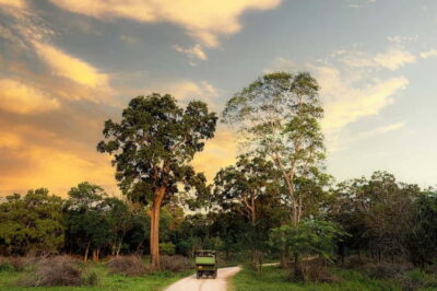 Wilpattu National park: Morning or Afternoon PRIVATE Safari