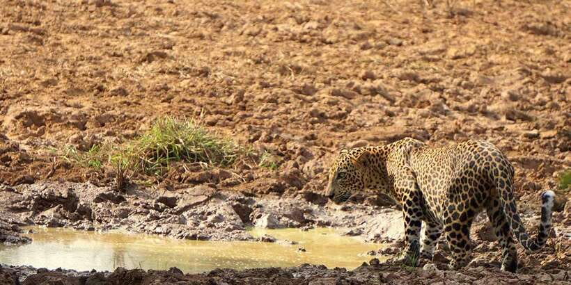 Wilpattu National park - Morning or Afternoon Safari - Key points to know before booking