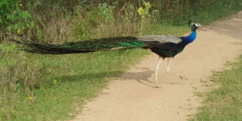 Wilpattu National park - Morning or Afternoon Safari - Should you book Tiger Safaris for Wilpattu?