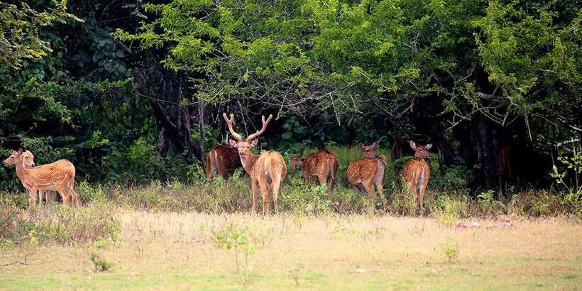 Wilpattu National park - Morning or Afternoon Safari - Wilpattu’s scrub, lakes, and quiet animal trails