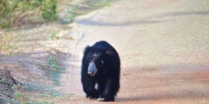 Wilpattu National park - Morning or Afternoon Safari - What happens from hotel pickup to the park gate