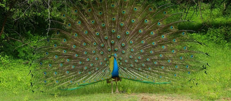 Wilpattu National park - Morning or Afternoon Safari - Inside Wilpattu National Park