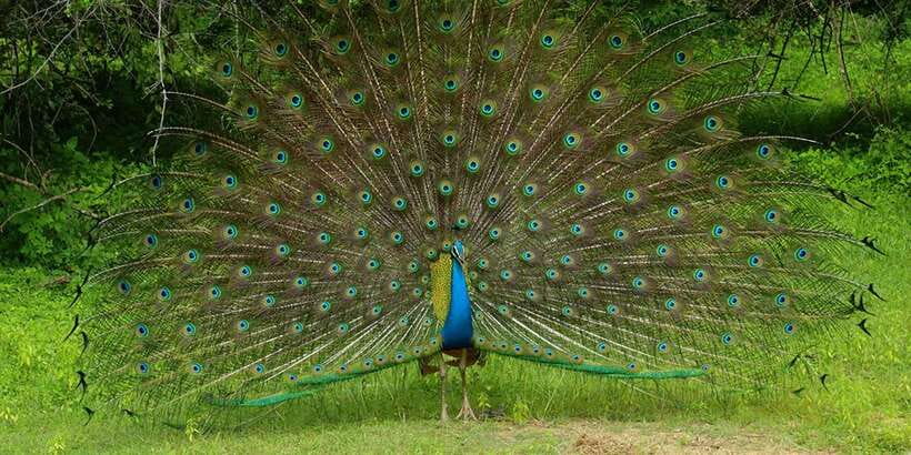 Wilpattu National park - Morning or Afternoon Safari - The real cost: $30 plus park entry