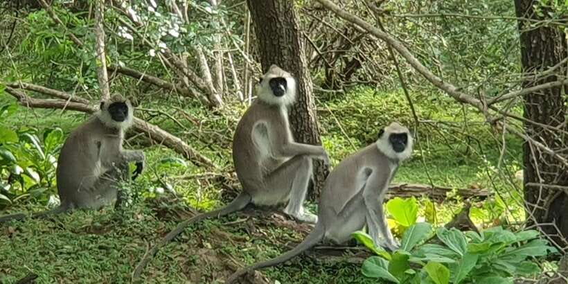 Wilpattu National park - Morning or Afternoon Safari - Transport can make or break the day