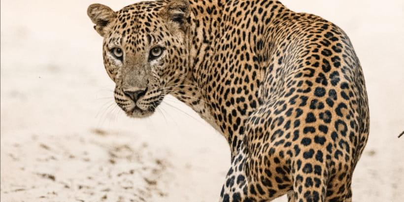 Wilpattu National park - Morning or Afternoon Safari - Who will enjoy this safari most